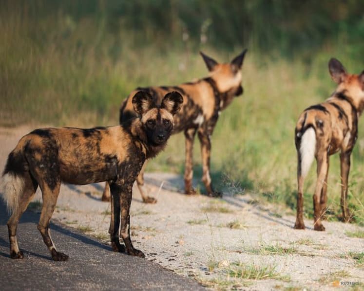 African wild dogs trek thousands of kilometres to find mates, study shows
