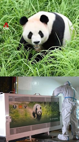2 giant pandas depart China for 10-year stay at US zoo