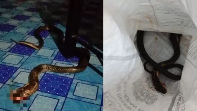 祸不单行 ！马国妇女遇车祸骨折 又遭眼镜蛇袭击 