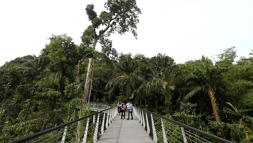 Century-old forest at Botanic Gardens opens