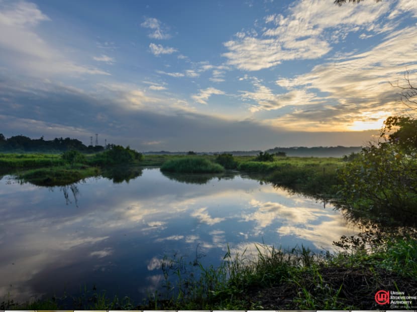 Rich biodiversity on offer as Kranji Marshes open Rich biodiversity on offer as Kranji Marshes open