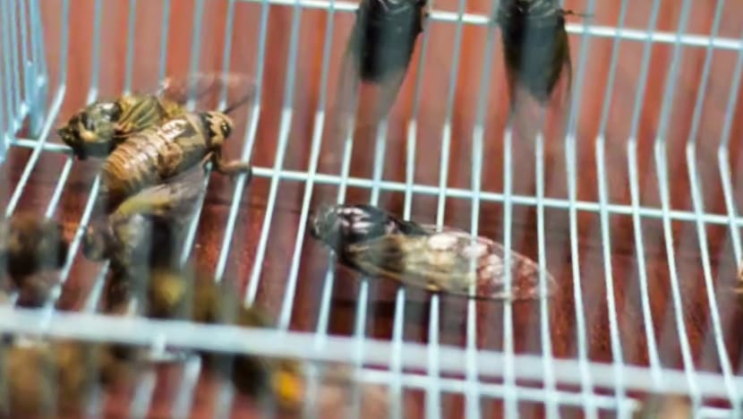Chinese citizens urged to 'eat a bug and save a tree' as summer cicada glut threatens greenery