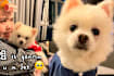 Xixi Lim Mourns The Passing Of Her Dog, The Third Time She's Lost A Pet: "It Hurts Even More Each Time"