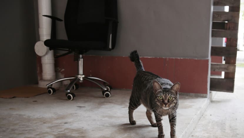 AVS proposes to allow HDB households to own up to 2 cats per flat, reversing 34-year ban