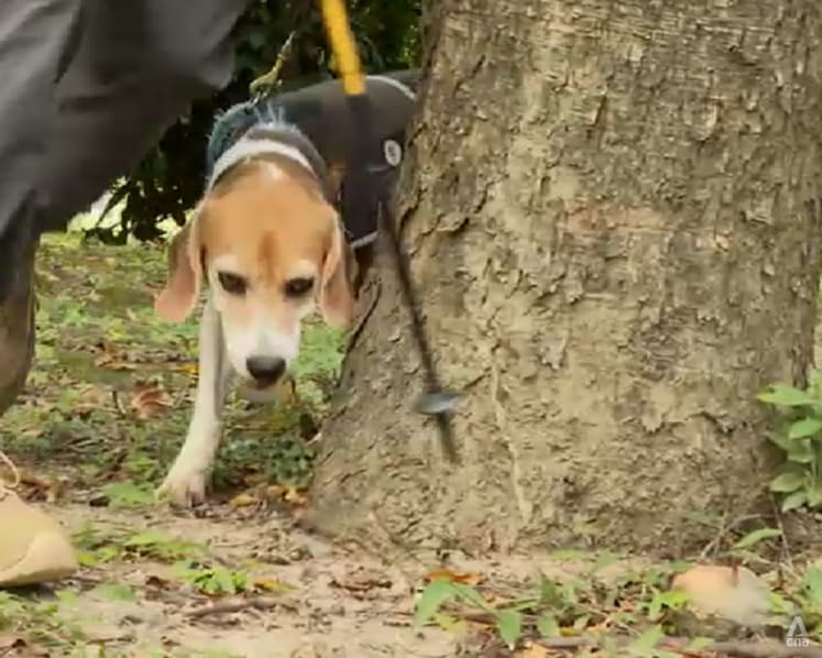 Taipei’s sniffer dogs help detect sick trees to improve urban safety