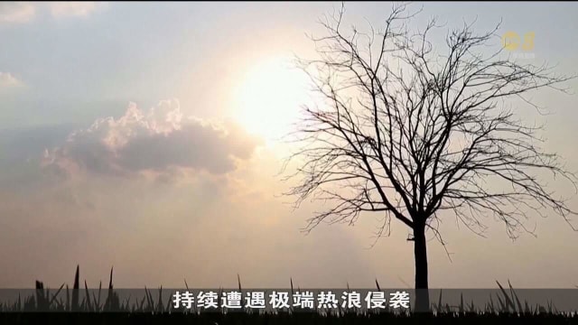 热浪导致印度近170人丧命多人入院 当地医院不胜负荷