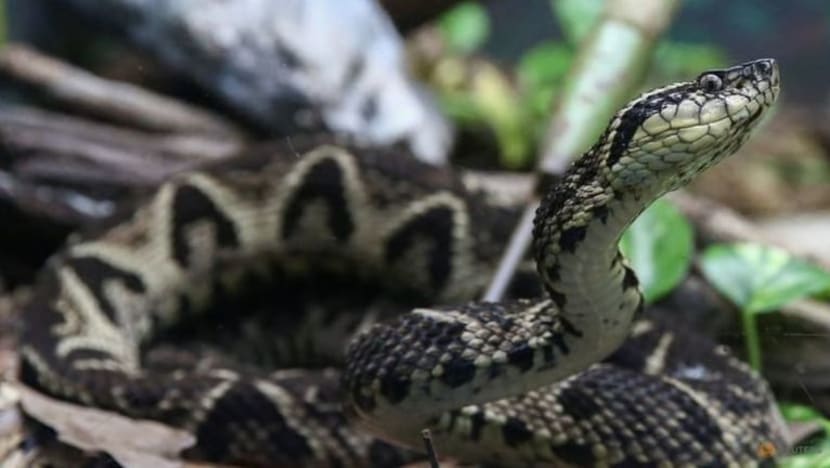 Bisa ular Brazil mungkin diguna lawan COVID-19, menurut kajian