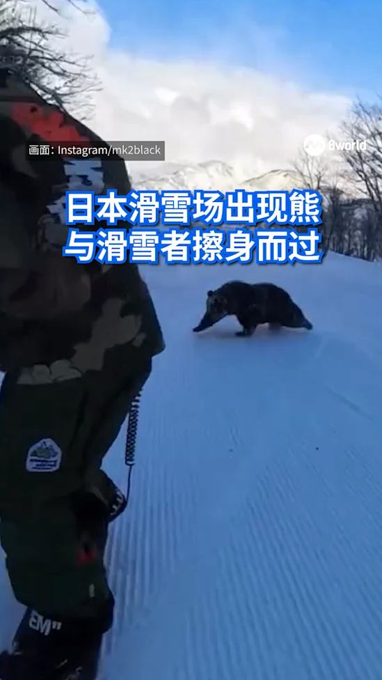 熊只在雪地奔驰冲向滑雪者 日本滑雪场已加强巡逻和监控