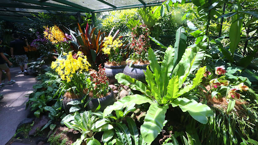 More enhancements to National Orchid Garden underway