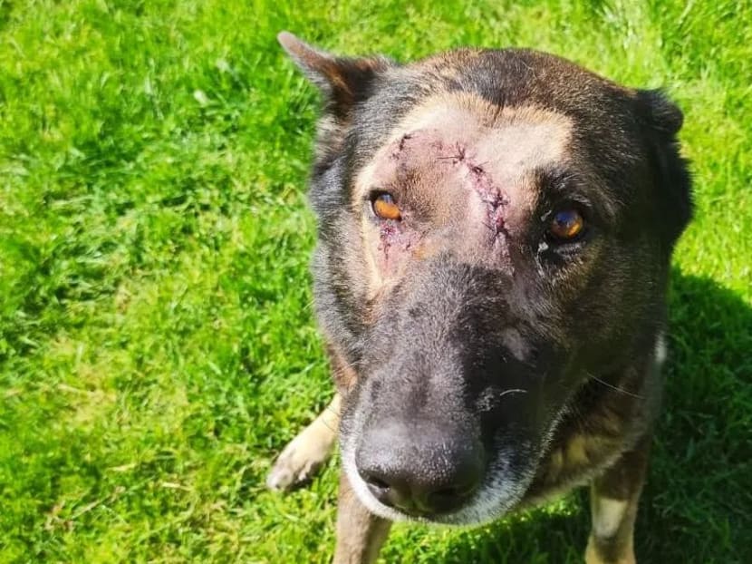 Kaiser’s soulful gaze won over the hearts of social media users.