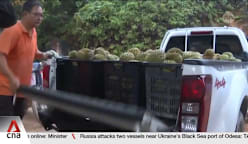 Durian growers in Malaysia struggle to keep up with climate change