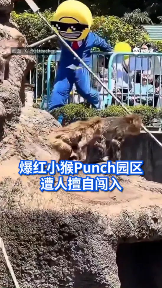 20260518 punch the monkey intruder