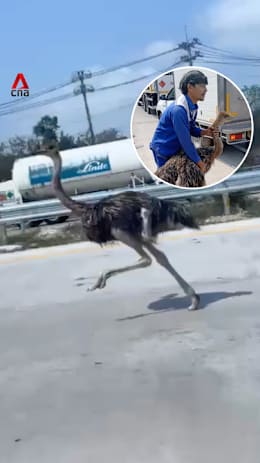 Roadrunner in Thailand: Runaway ostrich captured