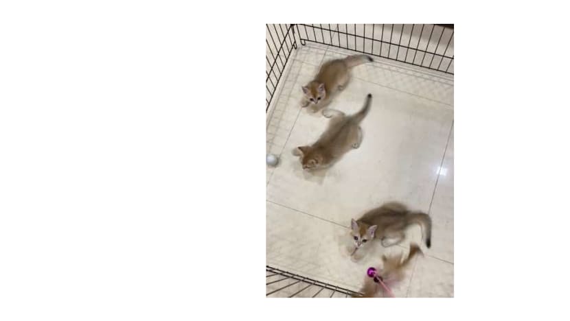 AVS seizes 29 cats from suspected illegal breeder; woman, 58, under probe