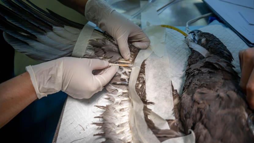 Rescued eagle flies again after receiving new feathers from Jurong Bird Park Rescued eagle flies again after receiving new feathers from Jurong Bird Park