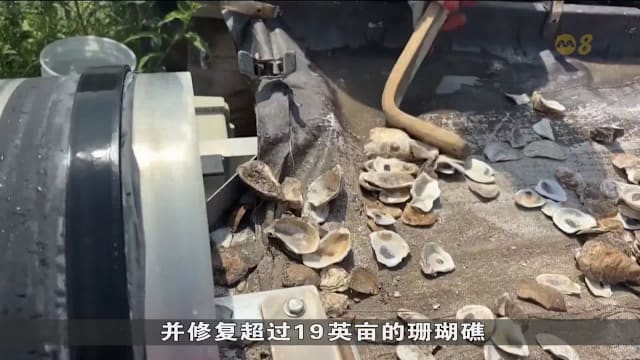 废弃生蚝壳变天然礁 助纽约修复海洋生态