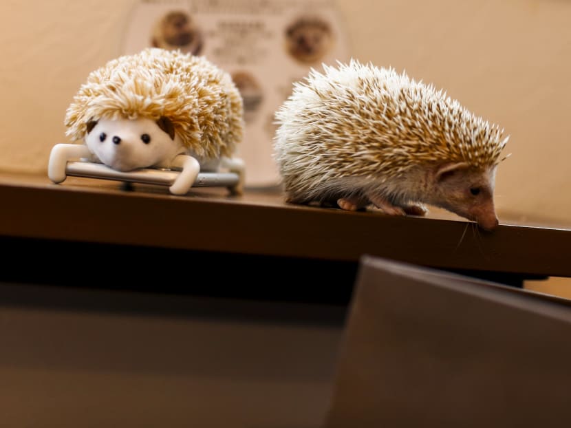 Gallery: Japanese line up to cuddle hedgehogs - carefully
