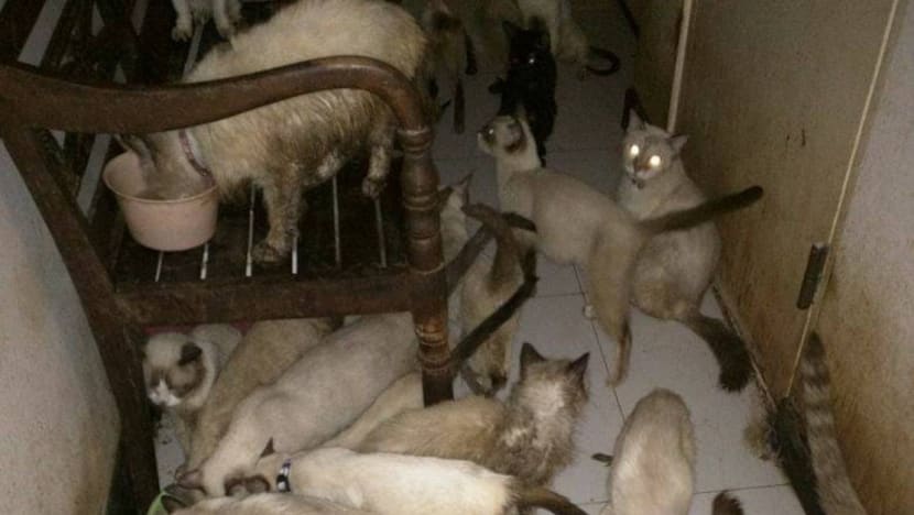 AVA probes ‘hoarding’ of 94 cats rescued from 2-room flat
