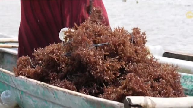 印尼加速海藻产业升级 从原料出口迈向加工增值