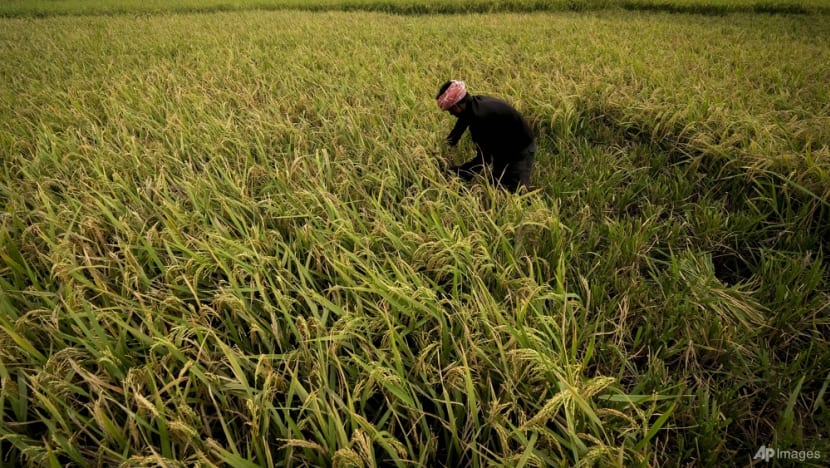 India looks to sow more climate-resilient crops as it braces for more heatwaves, water crises India looks to sow more climate-resilient crops as it braces for more heatwaves, water crises