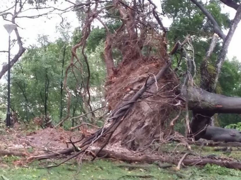 Flooding, fallen trees as heavy rain batters Singapore