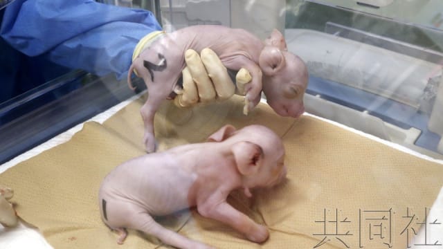 日本首次培育用于人类器官移植克隆猪