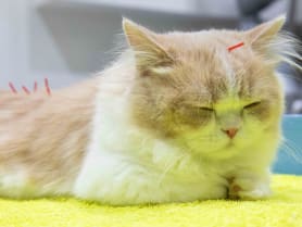 In Pictures: Soothing your pets – why some owners look to alternative therapies for their furry companions