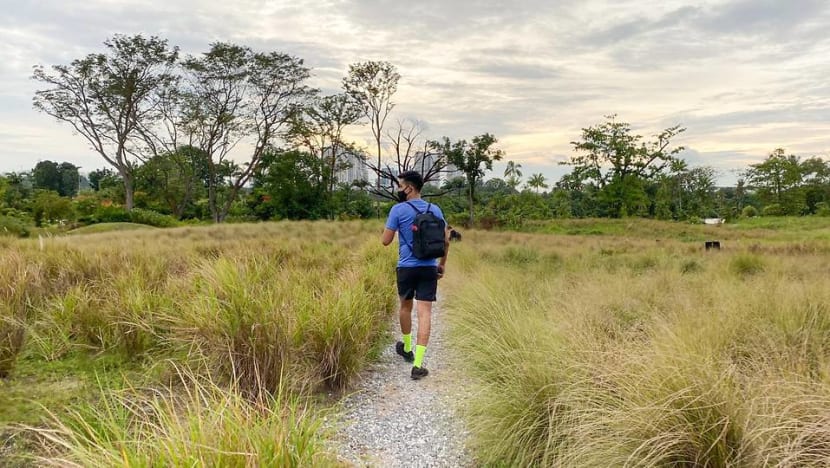 CNA explores Singapore on foot (Day 1): The lone tree and the longer-than-expected walk CNA explores Singapore on foot (Day 1): The lone tree and the longer-than-expected walk