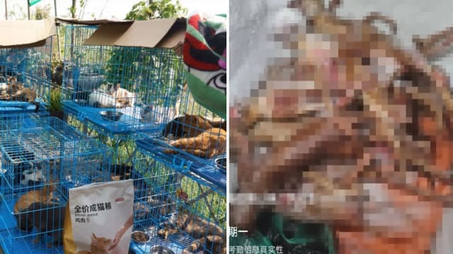 用猫肉冒充猪羊肉 中国千余只猫获救 