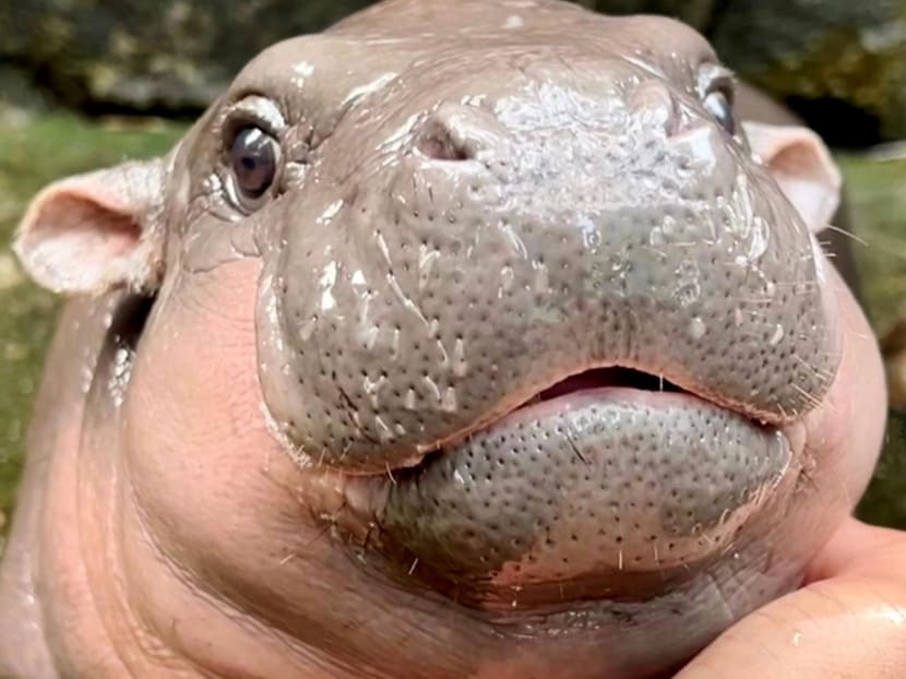 Things to know about Moo Deng, the internet&rsquo;s favourite pygmy hippo