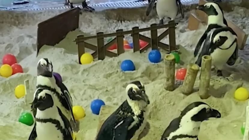 Circuit breaker fun: Singapore Zoo surprises penguins with obstacle course to strengthen legs
