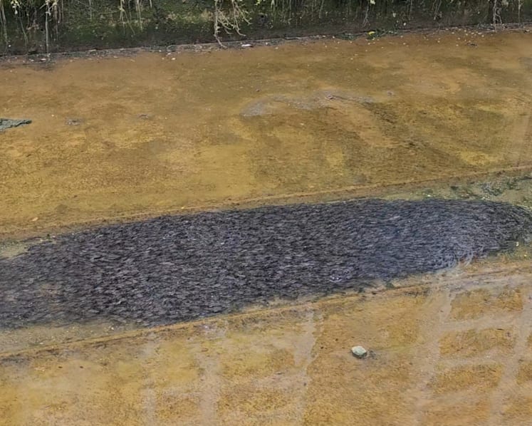 Mysterious catfish cluster in Canberra Street canal: Experts weigh in on curious mass movement
