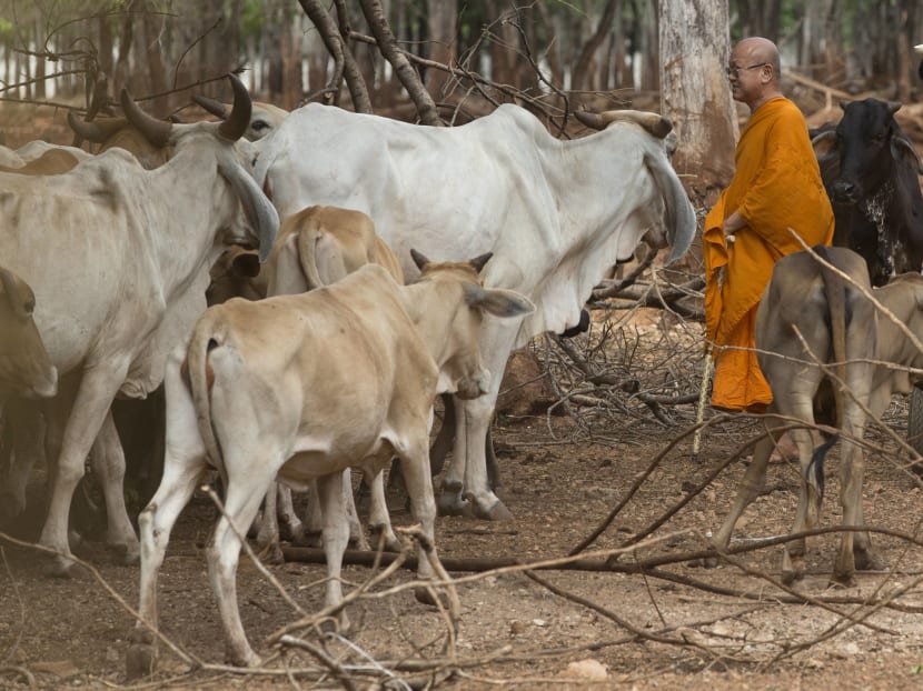 Thai temple denies abbot involved in trafficking of tigers