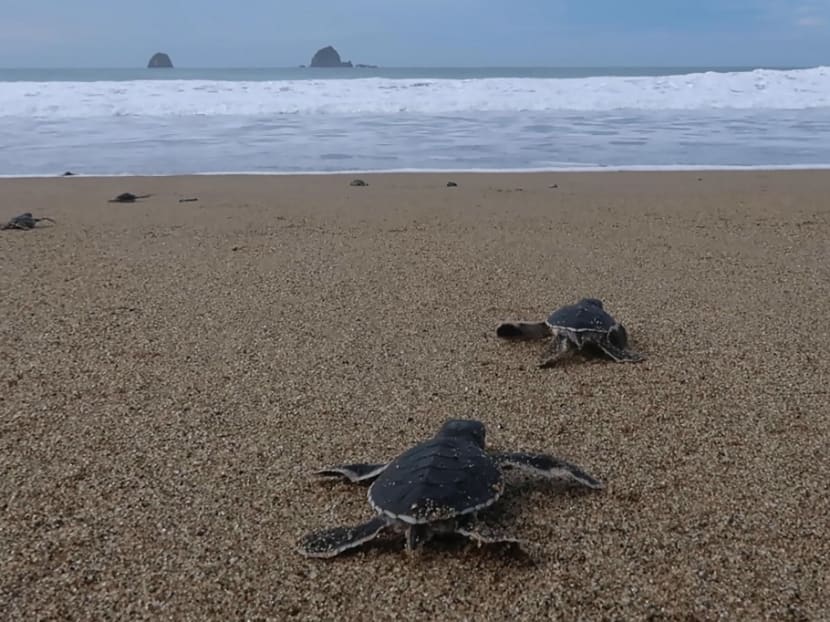 This picture taken on Dec 2, 2020 shows baby sea turtles making their way out from the nests on a beach in Sukamade, Meru Betiri National Park in East Java.