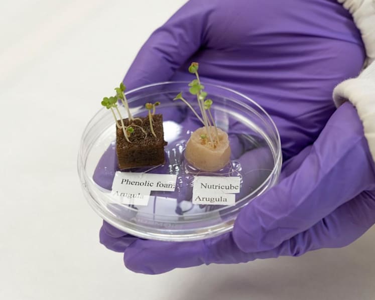 Would you eat vegetables grown from hair? Scientists discover new way to grow greens from discarded hair