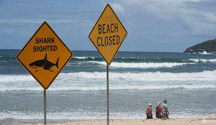 Drones spot sharks 73 times in two days off Sydney beaches