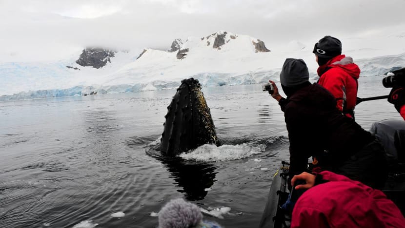 Youth4Planet in search for youth to represent S’pore in Arctic expedition