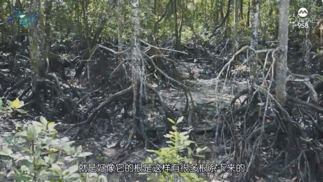 【高华】守护红树林的笨珍神雕侠侣