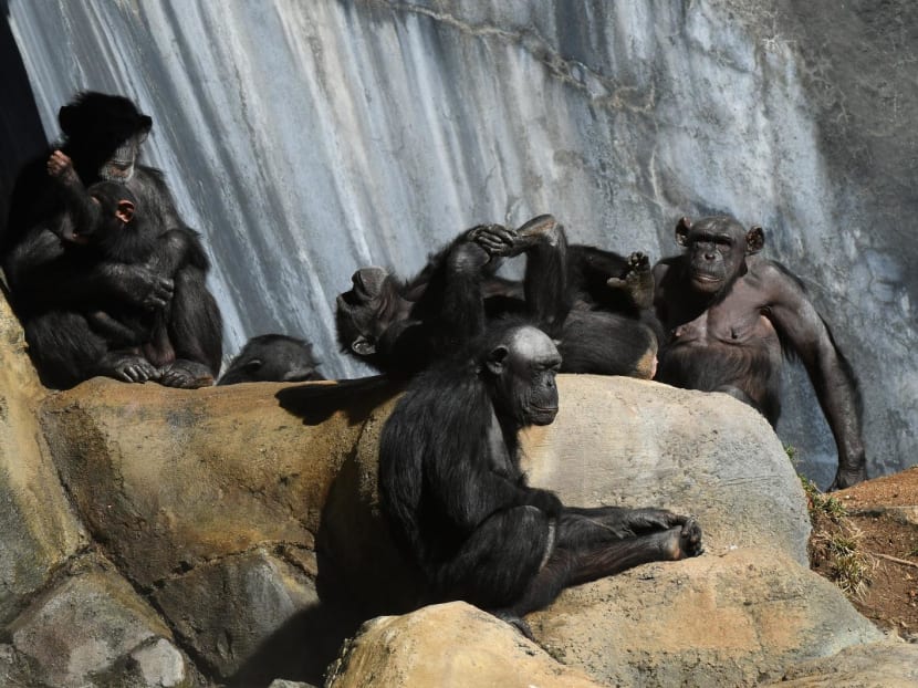 Chimpanzees bask under the sun in their enclosure at the Los Angeles zoo in California Nov 22, 2016.