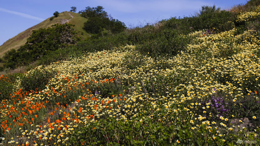 Wildflower superbloom sweeps across California, as experts highlight impacts from climate change