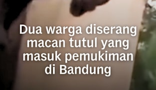Dua warga diserang macan tutul yang masuk pemukiman di Bandung