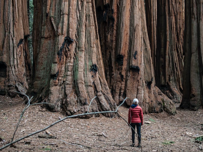 Trees offer leadership lessons for non-profit organisations