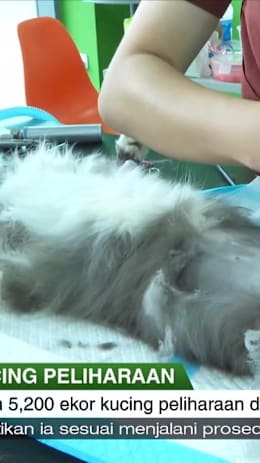 Lebih 5,200 kucing peliharaan raih manfaat program