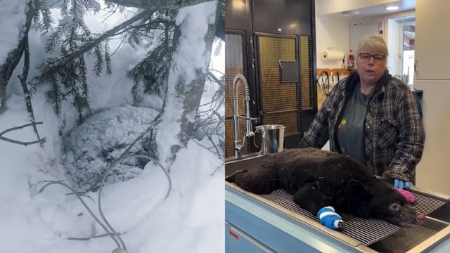 幼熊寒冬被烧伤又冻伤  艰难幸存被称 “圣诞奇迹”