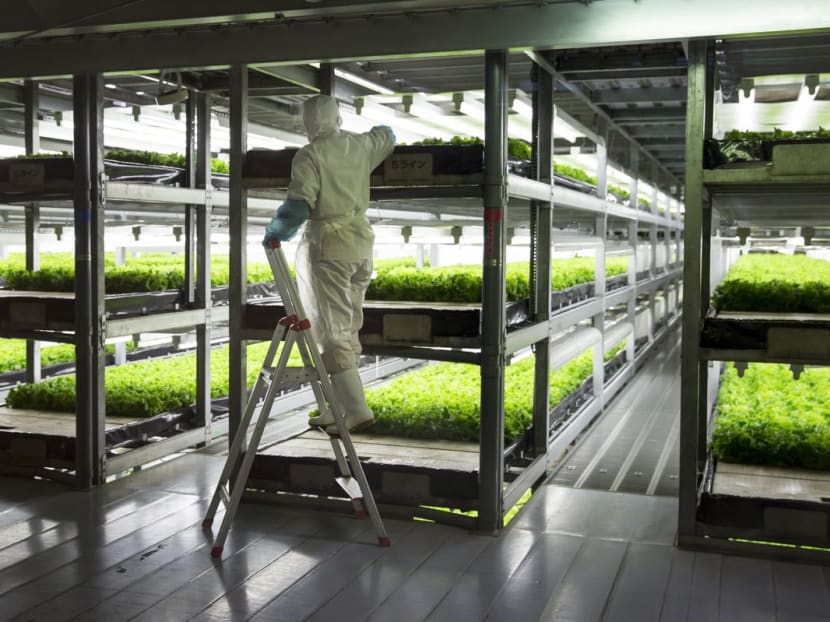 For decades, vertical farms that grow produce indoors without soil in stacked racks have been touted as a solution to rising food demand in the world’s expanding cities.