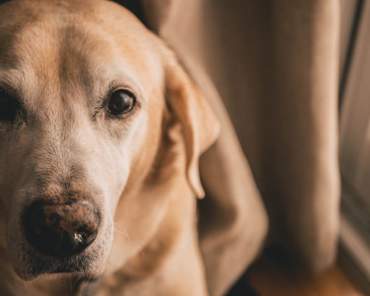 How to better regulate the pet boarding industry