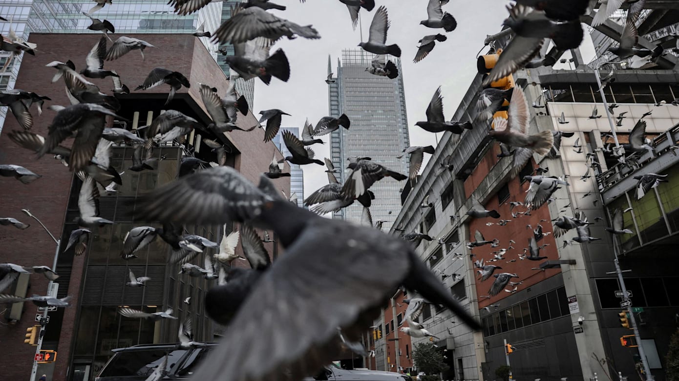 研究：人为噪音污染干扰鸟类生活与繁殖