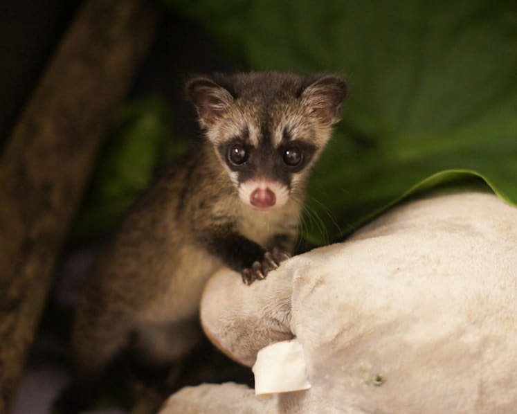 Seen more civets in your neighbourhood recently? Experts say it could be a good thing