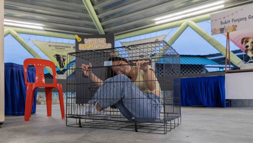 Shock and paw: SPCA uses 'experiential tools' like cages, electric collars to educate youth, deter rising animal abuse