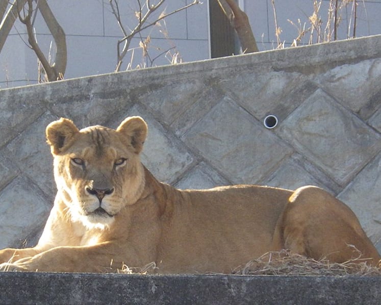 Three lions die of suspected heatstroke at Japan zoo